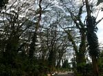 Lava Tree State Park 
